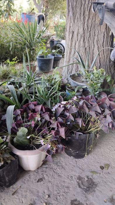 Гуллар сотилади Хар хил тур