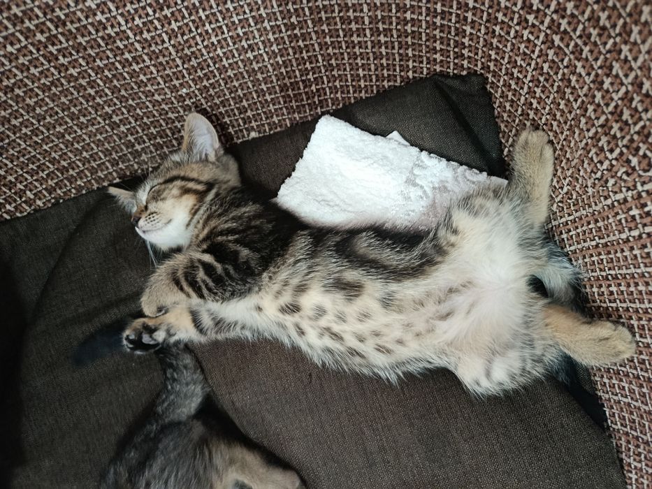 котенок скоттиш страйт
