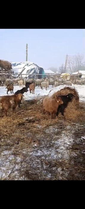 190 oi cu miei lângă