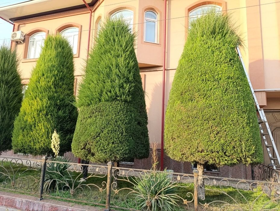 Archa kesish dorilash va gazon ikish