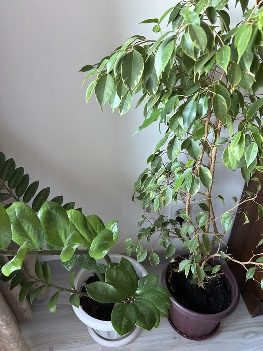 Цветы комнатные продам