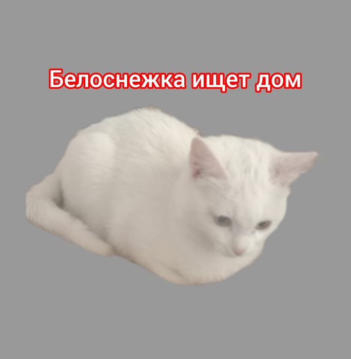 Отдам кошку в хорошие руки