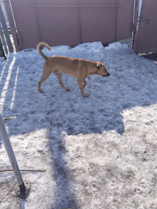 В надёжные,добрые руки