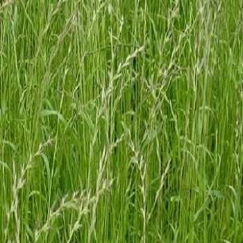 Seminte de iarba: paius, raigras / lolium, golomat, firuta, timoftica