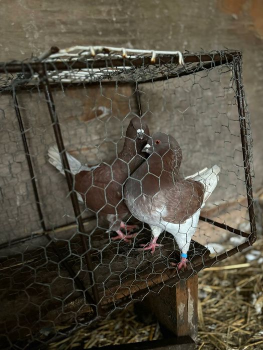 Vând porumbei diferite rase