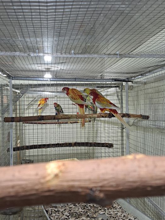 Rabochi rubin razela sotiladi