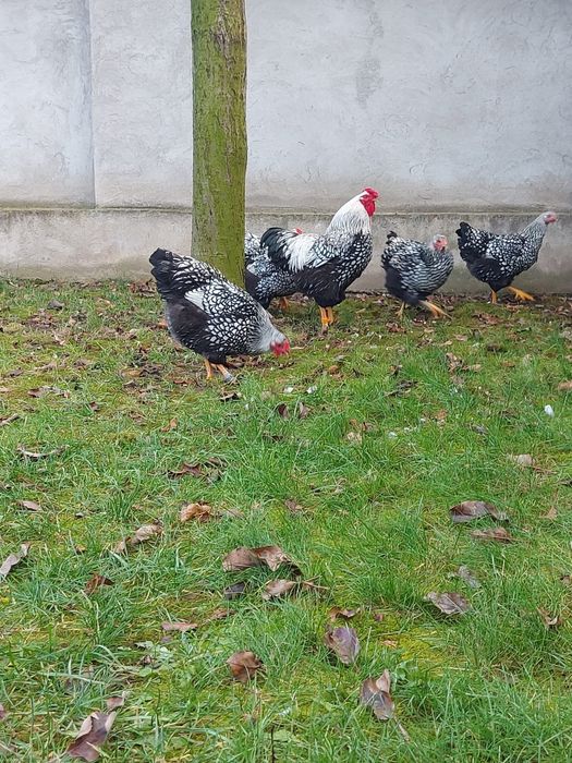 Pui wyandotte argintiu