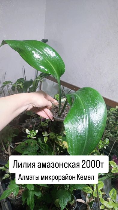 Комнатные растения