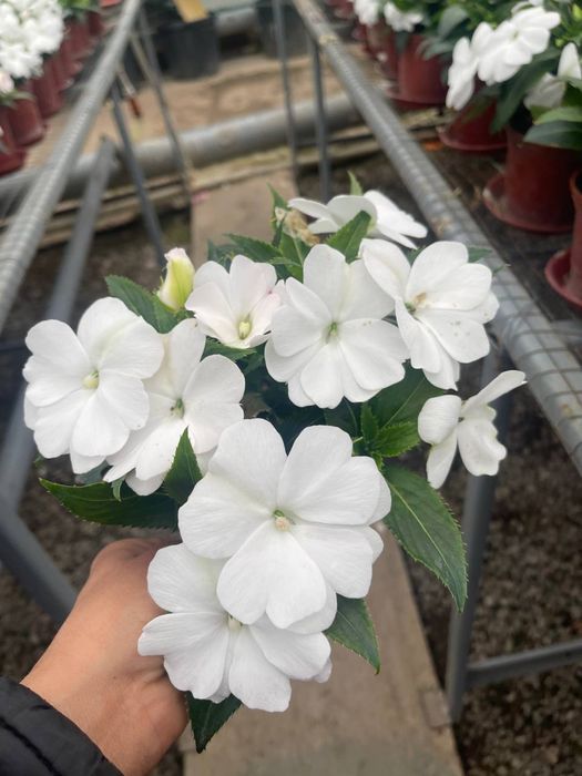 Geran, Balzamin, Begoniya, seklamen