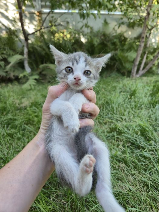 Котята бесплатно