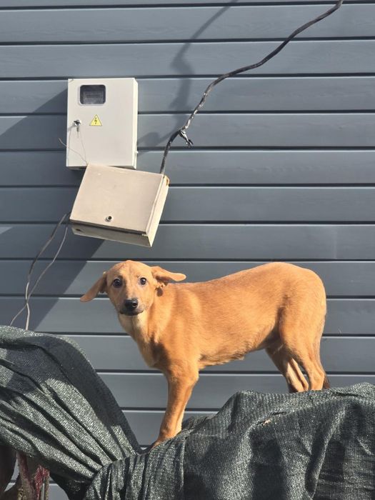 Щенок-девочка Нэна, 8 месяцев