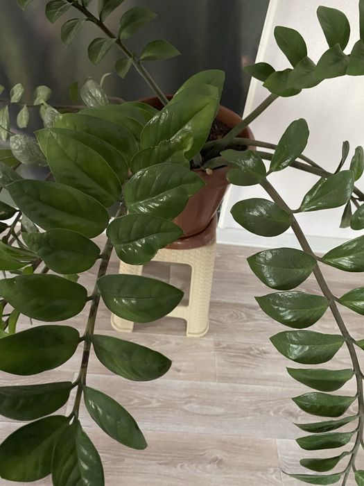 Цветы домашние Доллар , алое вера