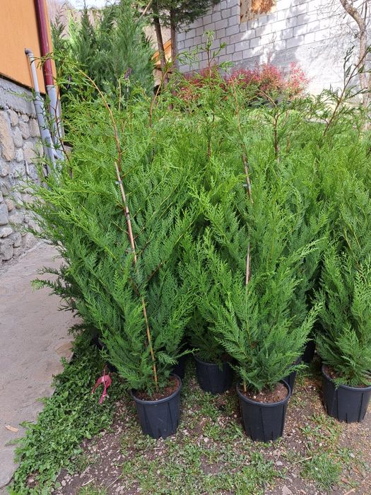 vindem Tuia Leylandy Brazi Gazon rulou Mesteacan etc