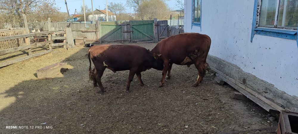 Продам быков с откорма