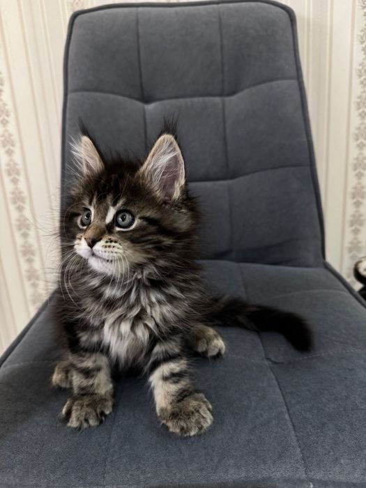 Мейкун котенок 1,5 месяца