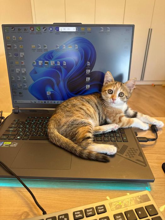 Передержка ваших котиков