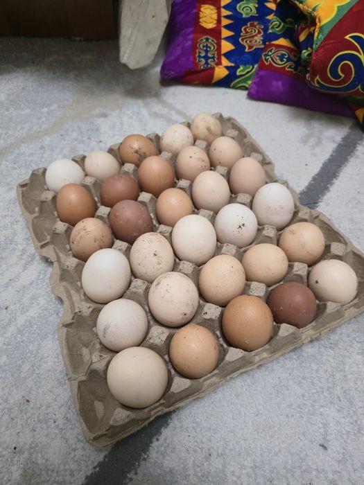 Үйдін жұмыртқасы