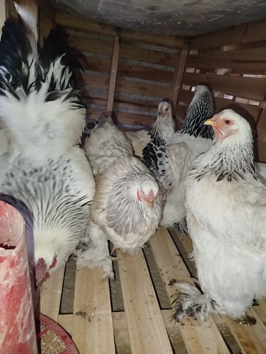 Brama xuroz va tovuqlar sotiladi