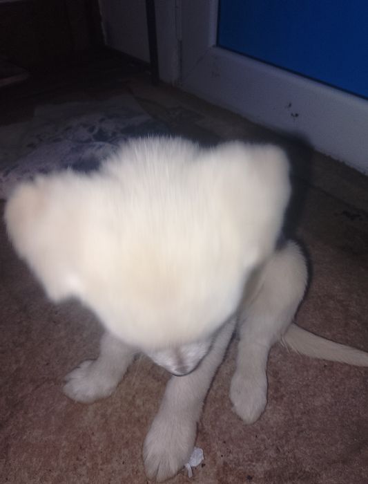 Щенок лабрадор золотистый