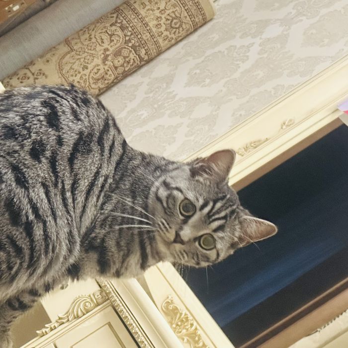 Отдам в хорошие руки