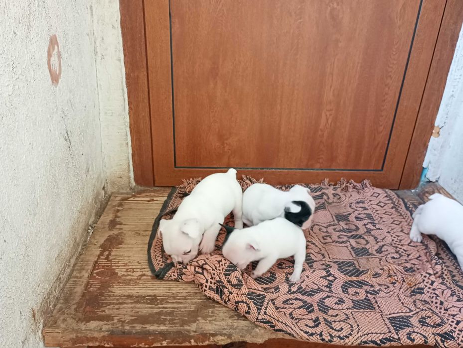 Френски булдог кученца