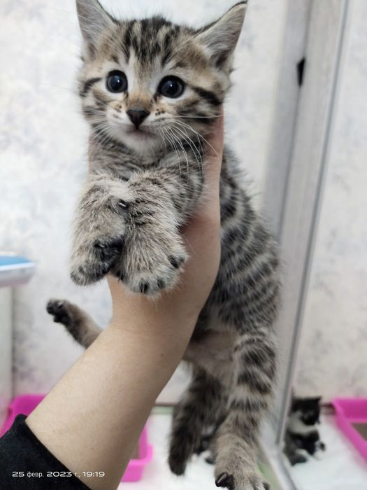 Mushukchalar sotiladi