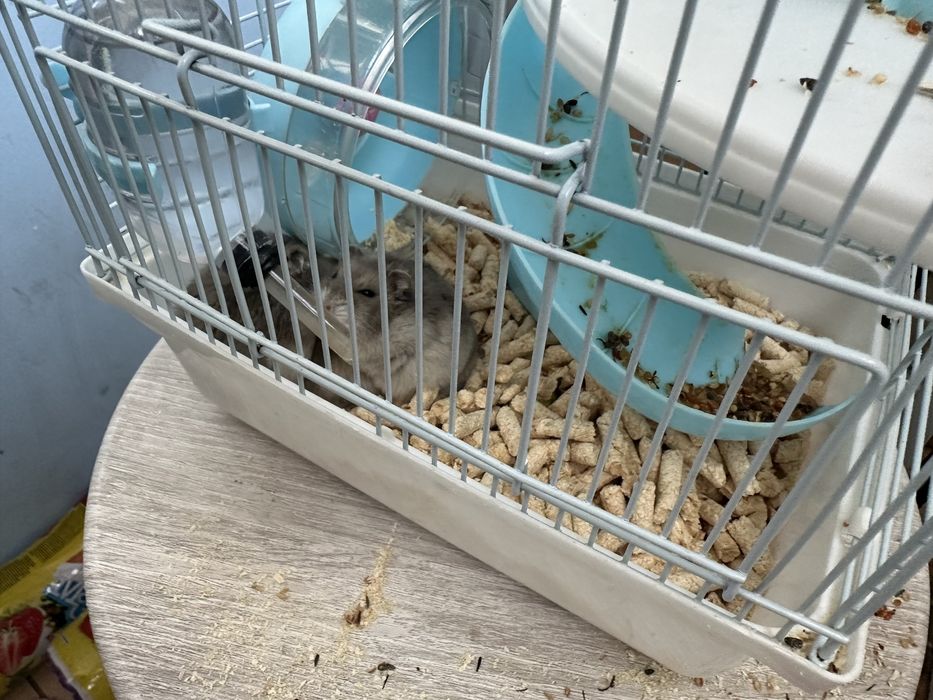 Продам 3-штук хомяк хомяки хомячки с домиком