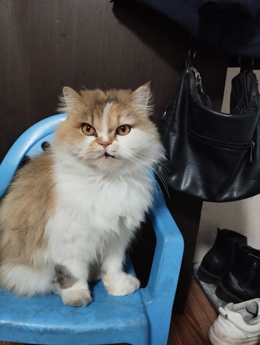 Отдам персидских котят