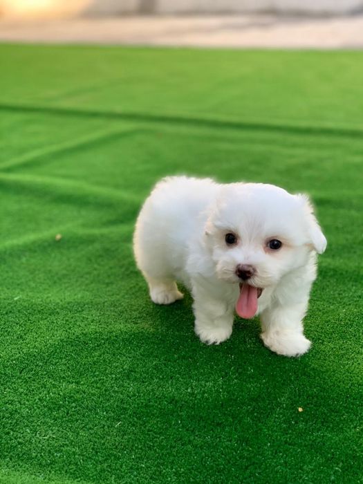Bichon maltez mini toy