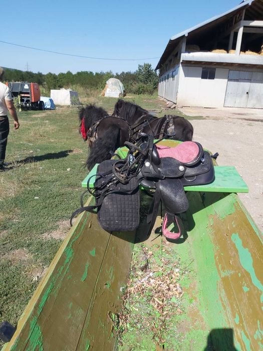 Ponei pereche mascul + femela, caruta, sea, hamuri