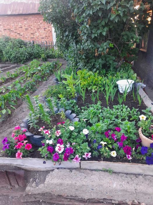 Дача СПП Темиртау торг