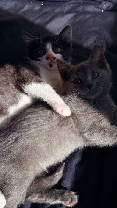 Отдам котят в добрые руки