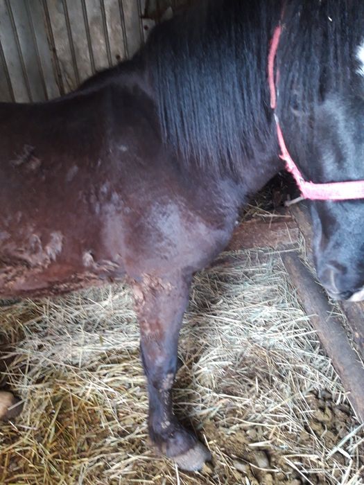 Vând cal semigreu românesc