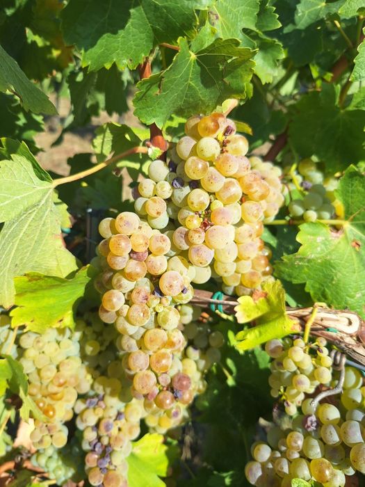 Struguri de vin direct de la producator