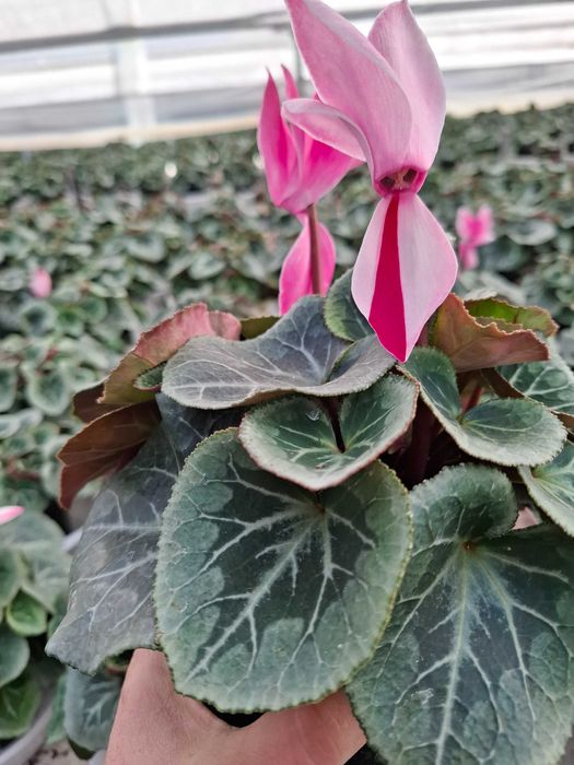 Циклама, зюмбюл, иглика