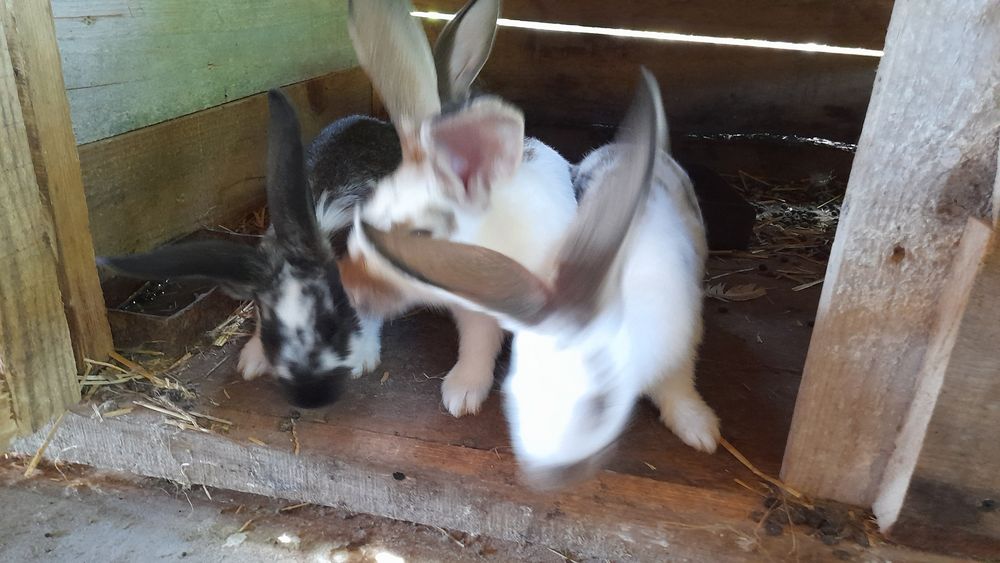 Iepuri frumosi drăgălasi de vănzare