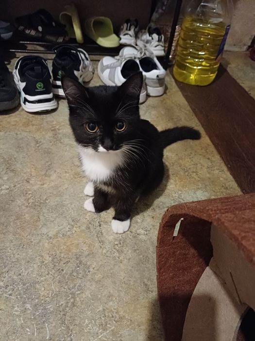 Кошка отдам даром
