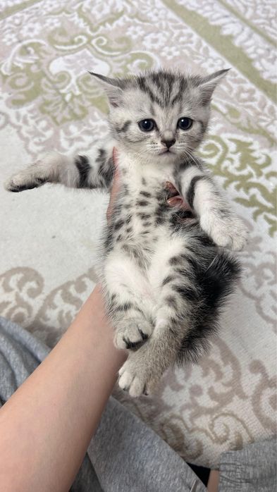 отдам котят в хорошие руки