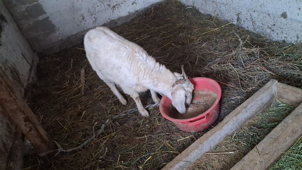 Срочно сатылады акша керек