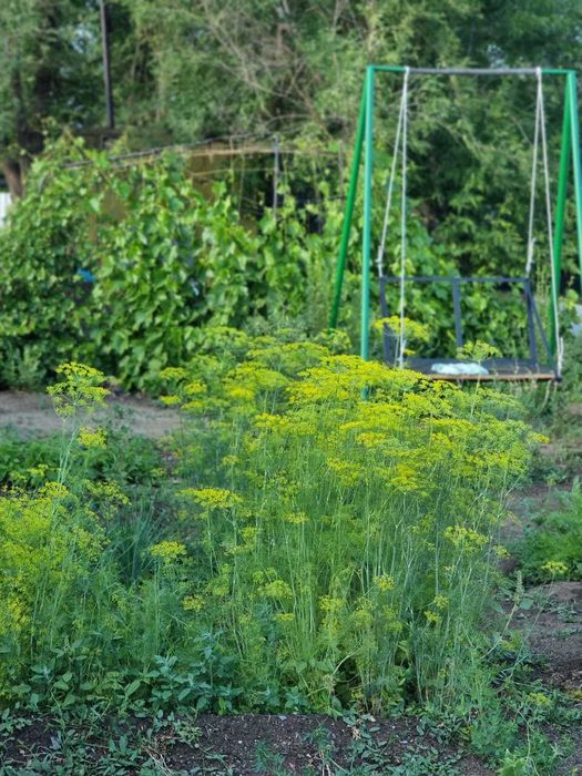 Сдам в аренду дачный участок