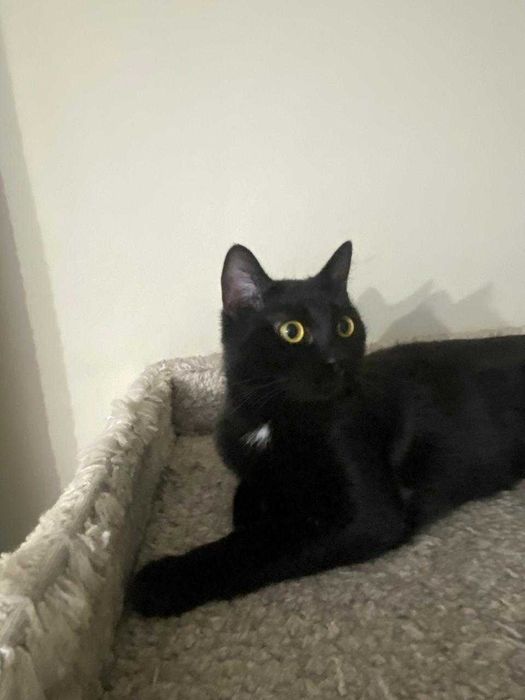 Ласковая кошка в добрые руки