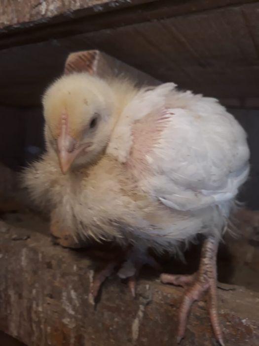 Продам Броллерных цыплят!