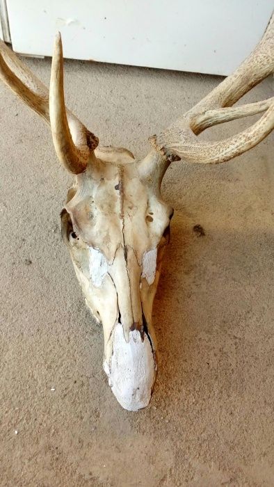 Еленски трофей(рога) с череп