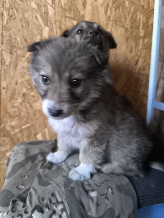 Отдам щенков в добрые руки