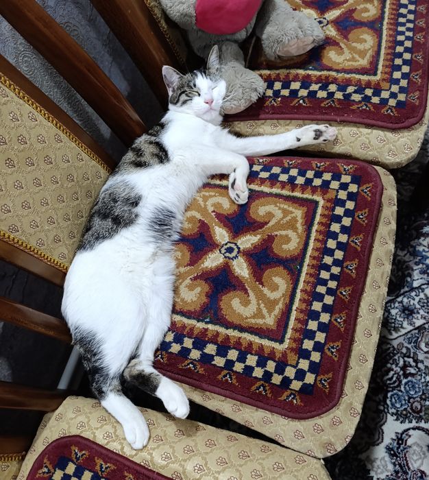 Vakuumli sorgich bilan ekstremal jinsiy porno