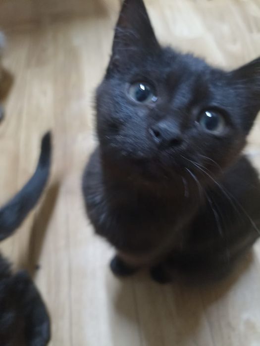 Отдам маленьких котят