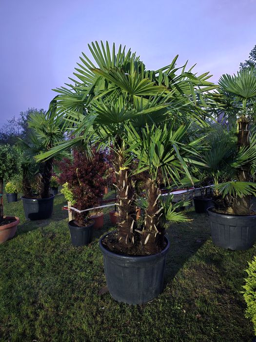 Palmier trachycarpus