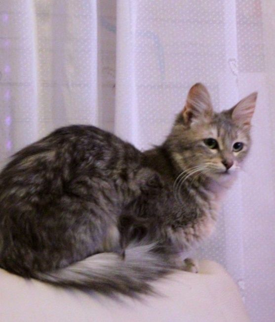 Kotta zotli mushuk sotiladi