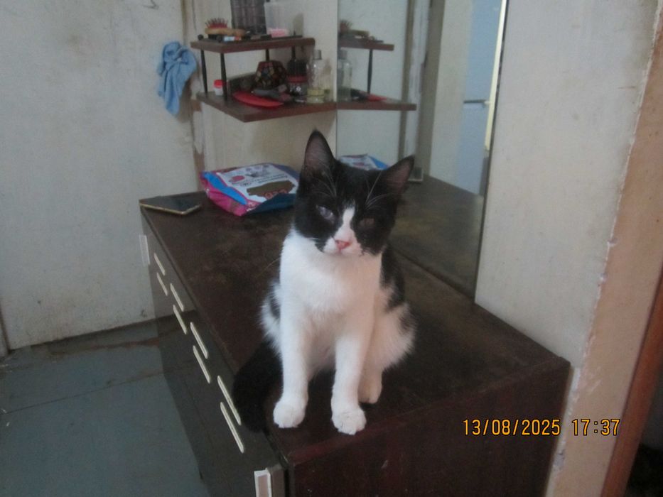 Домашний котенок в добрые руки. Смотрите другие объявления автора.