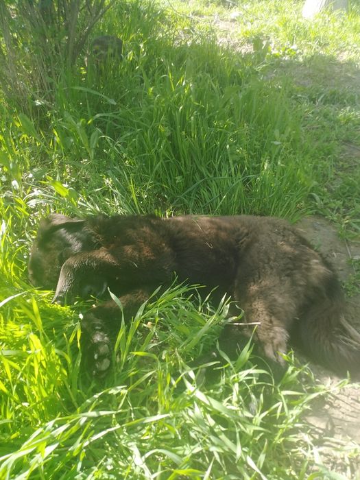 Отдам в добрые ручки